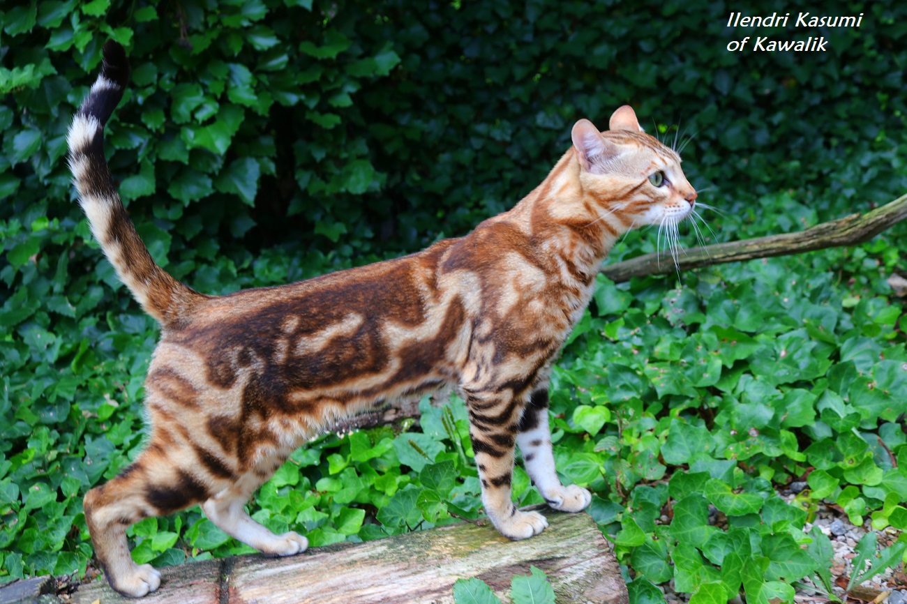 bengal marbre